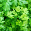 Parsley - Flat Leaf - Bunch