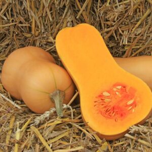 Pumpkin - Butternut - Whole (approx. 1-1.4kg)