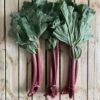 Rhubarb - Bunch