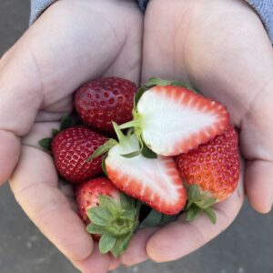 Strawberry - SPECIAL - 3 for $15