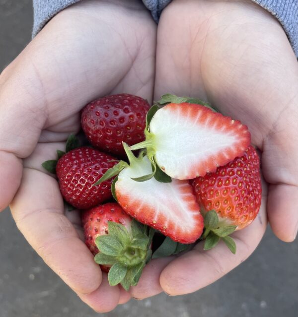 Strawberry - SPECIAL - 3 for $15
