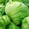 Lettuce - Iceberg - Each