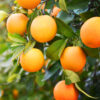 Oranges - Navelina (wax free) - 1kg