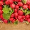 Radish - Red - Bunch