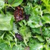 Salad Leaves - Mixed - Bag 130g