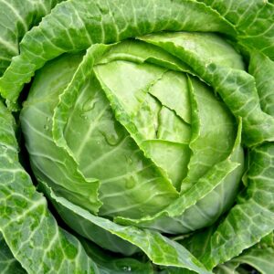 Cabbage - Green (size XL) - Half