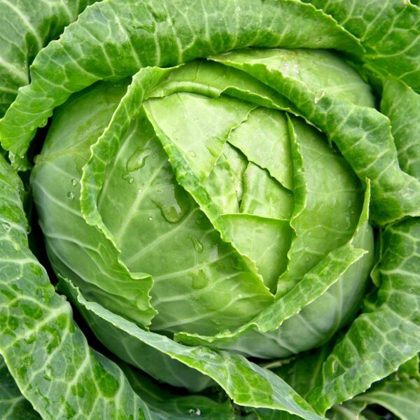 Cabbage - Green (size XL) - Quarter