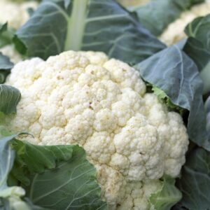 Cauliflower - Whole
