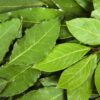 Bay Leaves - Bunch