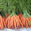 Carrots - Dutch - Bunch