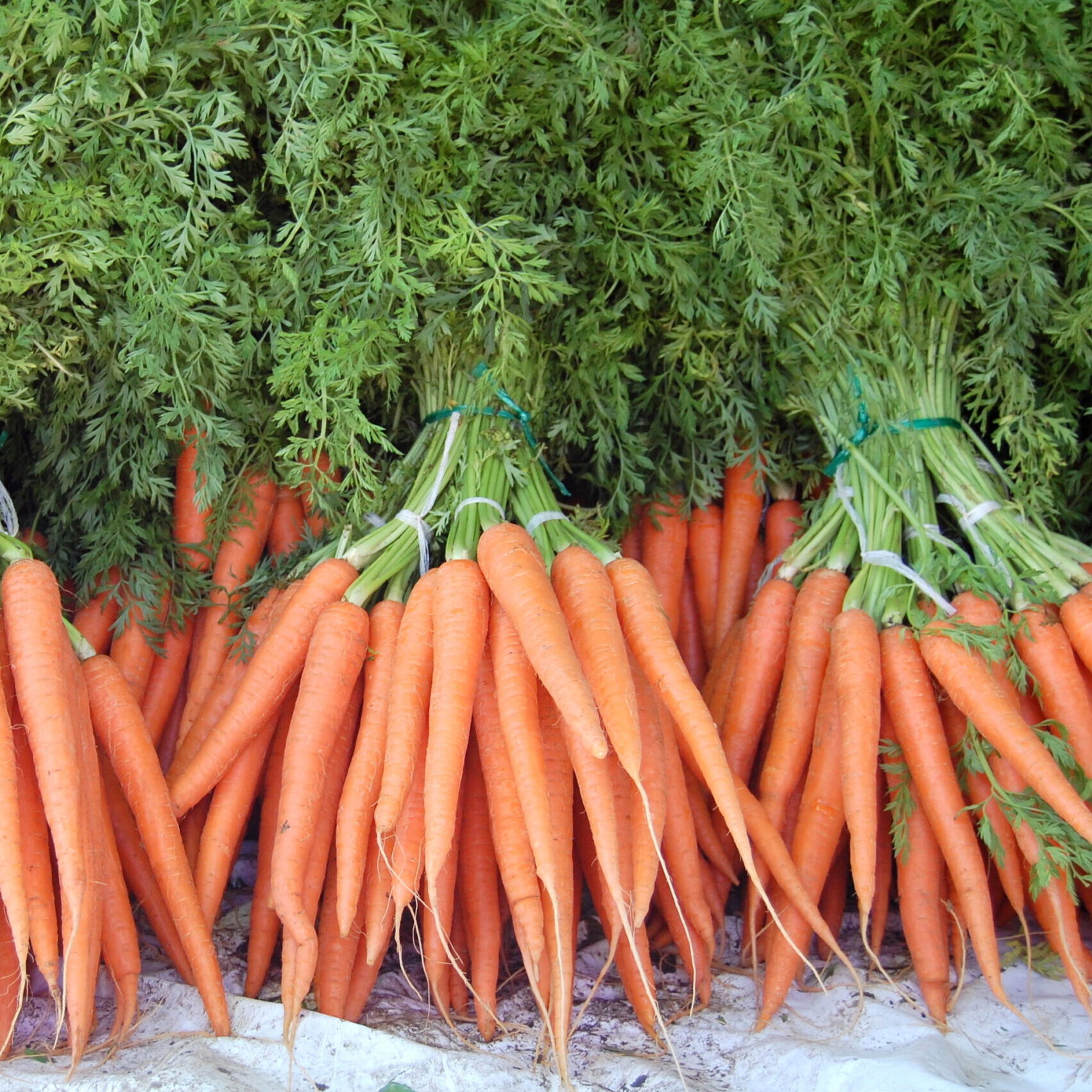Carrots Dutch Bunch Farmer & Son