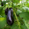 Eggplant - 500g