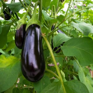 Eggplant - 500g