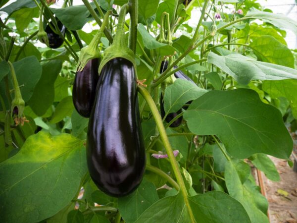 Eggplant - 500g