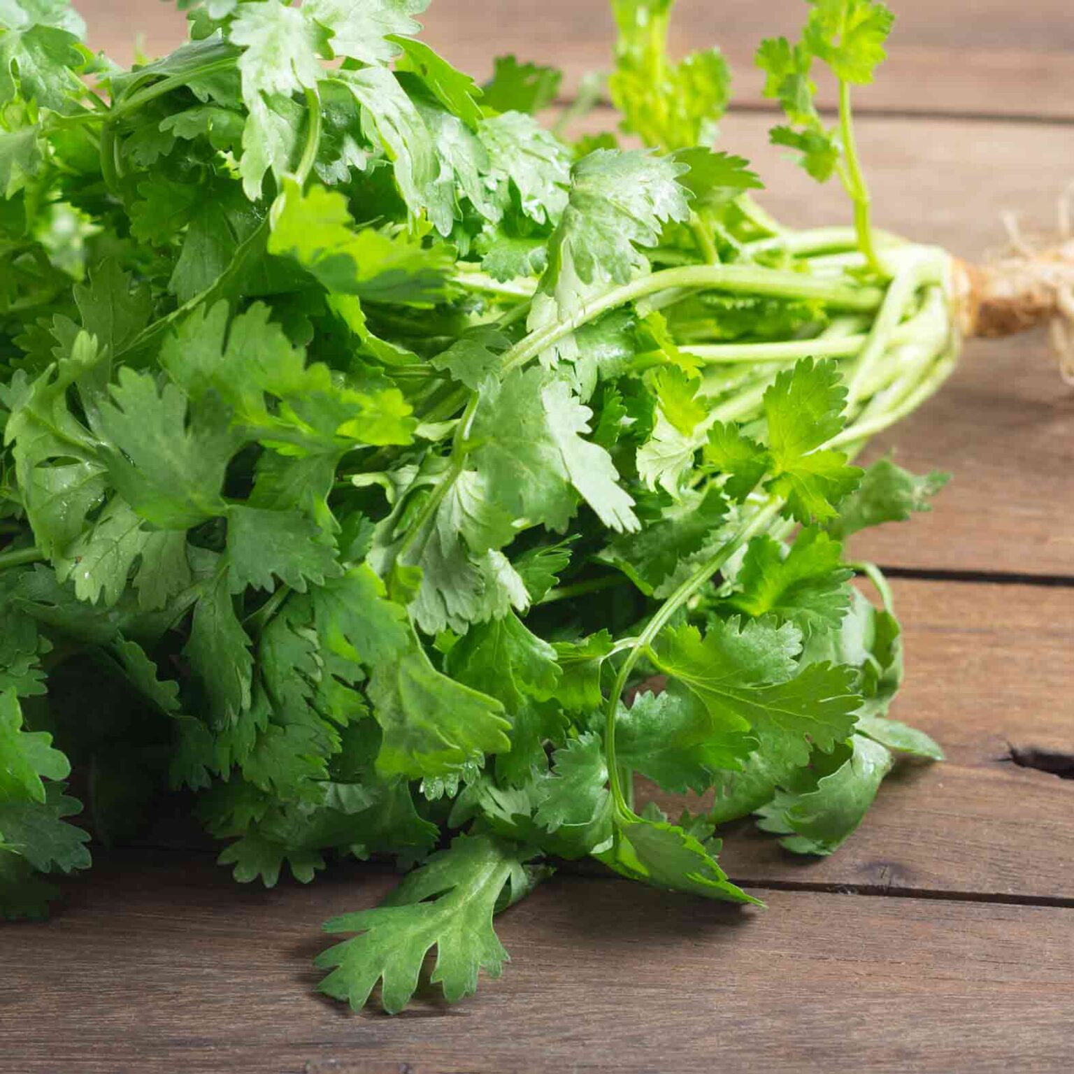 Coriander Bunch Farmer & Son