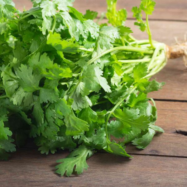 Coriander - Bunch