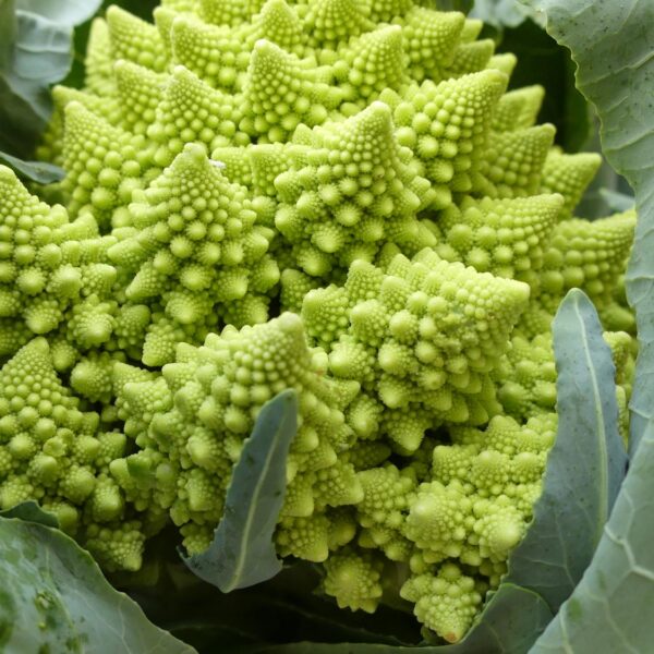 Romanesco - whole