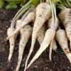 Parsnips - 500g