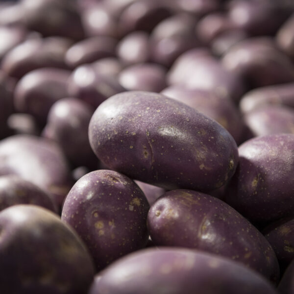 Potato - Royal Blue Cocktail - 1kg