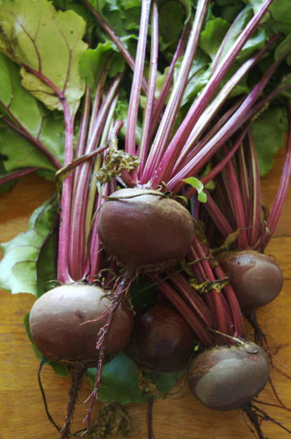 Beetroot - Red - Bunch