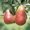 Pear - Corella - 500g