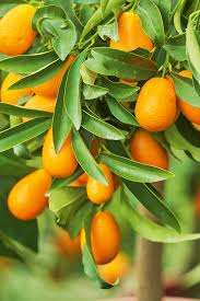 Kumquat - 500g