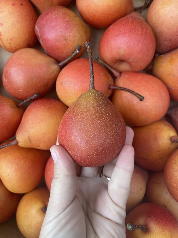 Pear - PiqaBoo - 500g