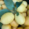 Lemon - 500g (approx. 3 – 4 lemons)
