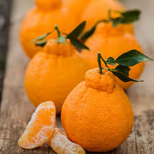 Sumo mandarin - Kg