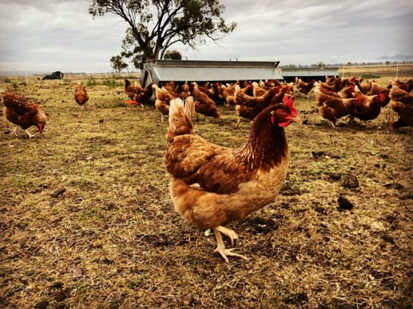 Eggs - The Hen House (organically pasture raised & free range) - 800g - Image 3