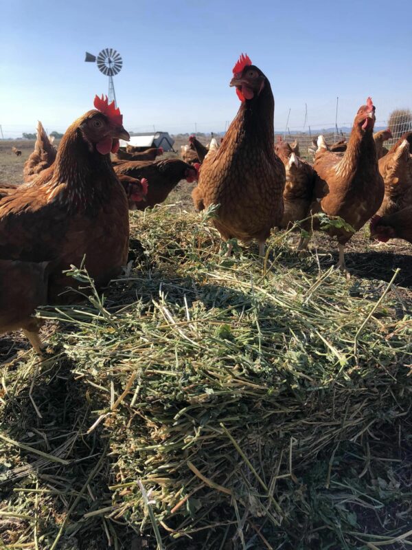 Eggs - The Hen House (organically pasture raised & free range) - 800g - Image 4
