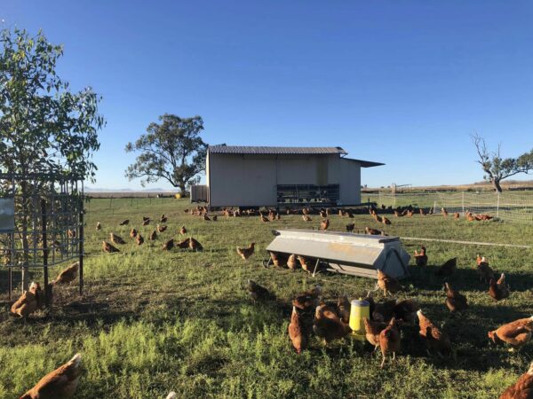 Eggs - The Hen House (organically pasture raised & free range) - 800g - Image 5