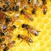 Honey - Australian Honey Cellars 500g