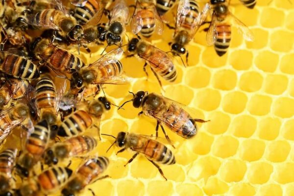 Orange Blossom Honey - Australian Honey Cellars 500g