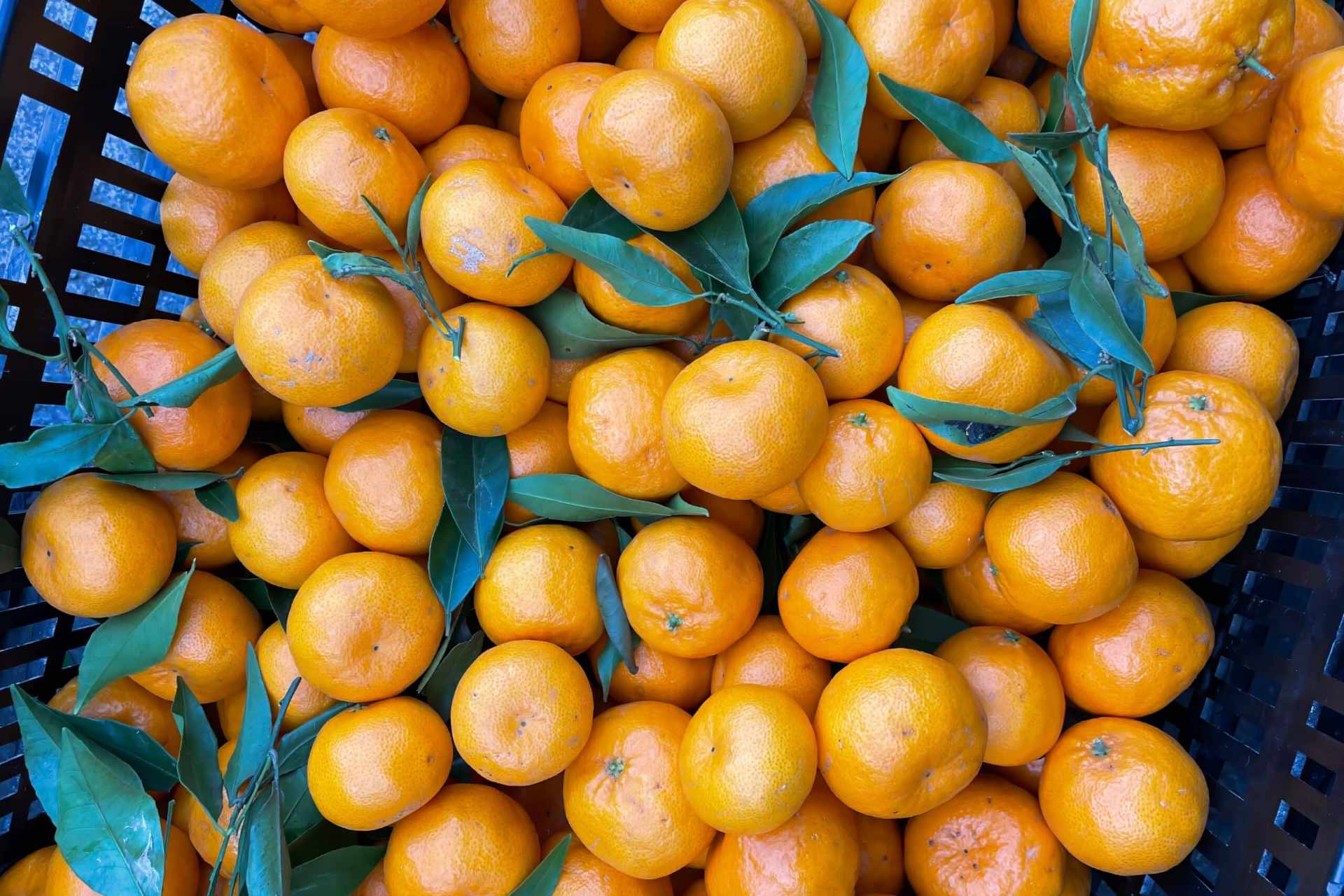 farmer-and-son-fresh-fruit-veg-3-scaled-1-2