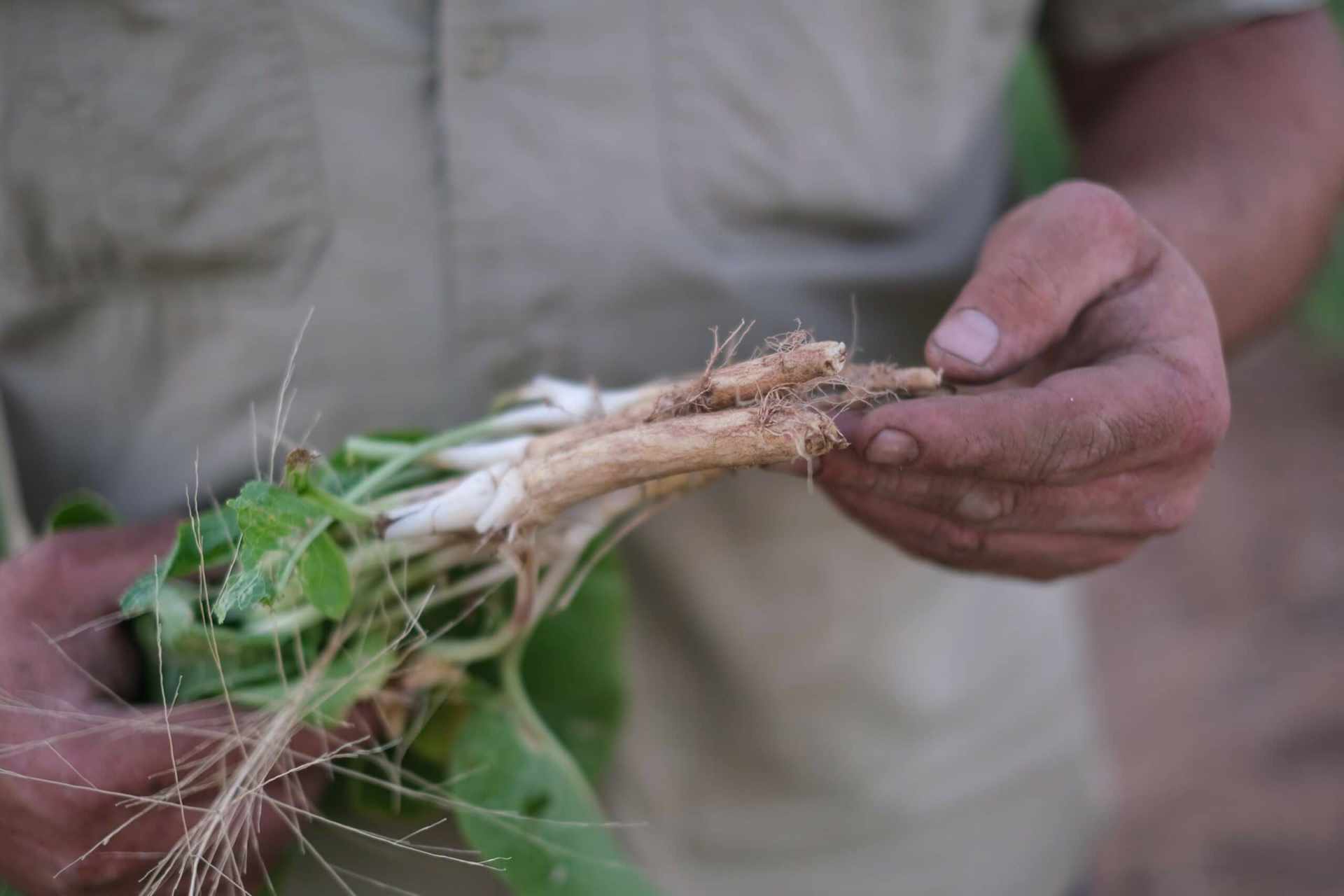 Farmer & Son Sydney's best Fresh Fruit & Veg delivered