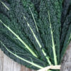 Cavalo Nero - Bunch