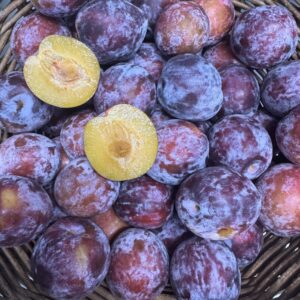 Plum - Purple Late Scheffer - 500g