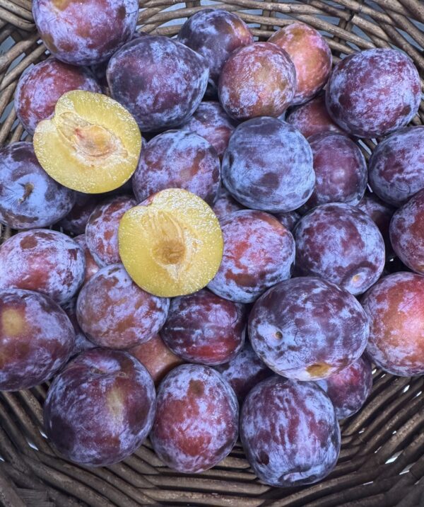 Plum - Purple Late Scheffer - 500g