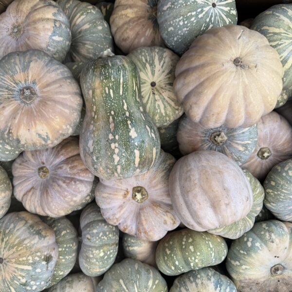 Pumpkin - Jap x Butternut (Homegrown) - Whole (approx. 1.5-2kg)