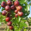 Jujubes - Dried Red Dates - Lang - 3kg