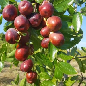Jujubes - Dried Red Dates - Lang - 3kg