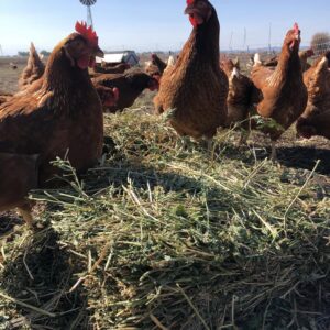 Eggs - The Hen House (organically pasture raised & free range) - 800g