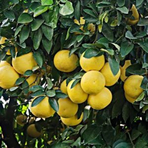 Yellow Grapefruit - 1kg